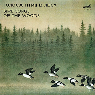 Голоса птиц в лесу